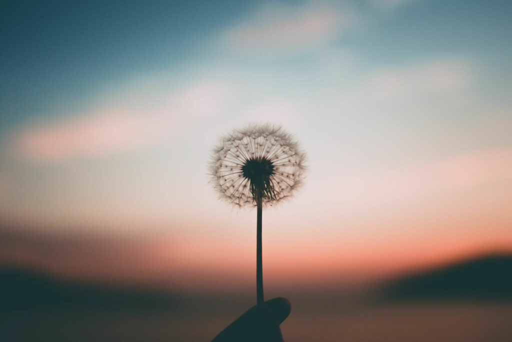 Dandelion at sunset