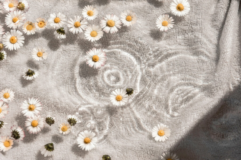 Daisies floating on the water in a zen-like setting