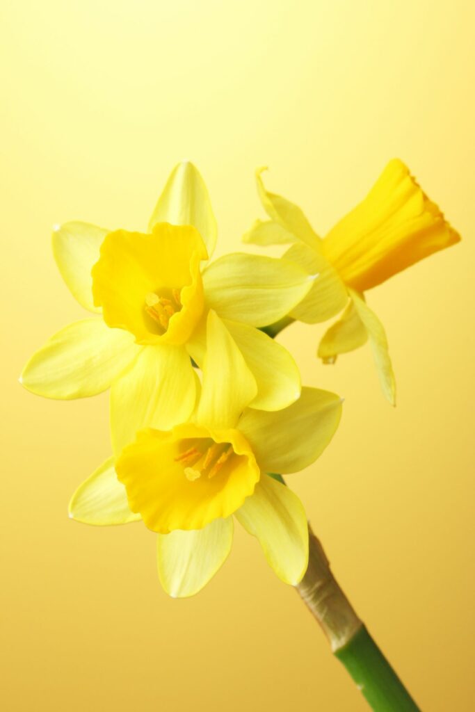 Daffodils